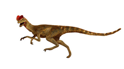running Dilophosaurus, theropod dinosaur from the Early Jurassic period (3d illustration isolated on white background)