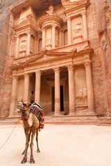Naklejka premium Camel in The Treasure (Petra, Jordan)
