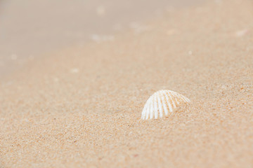Fototapeta na wymiar White shells and coral in the sand on the seashore