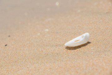 White shells and coral in the sand on the seashore