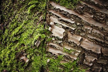 Moss on wood
