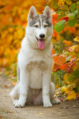 Closeup autumn portrait of Siberian husky puppy. A young grey white husky a park.