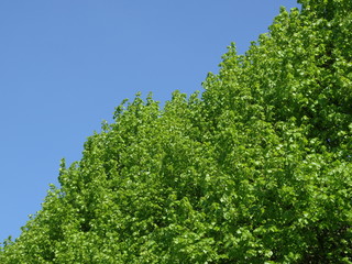 Blau und grün.