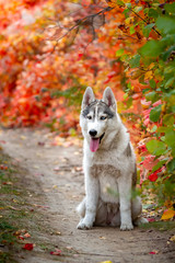 Closeup autumn portrait of Siberian husky puppy. A young grey white husky a park. © voltgroup