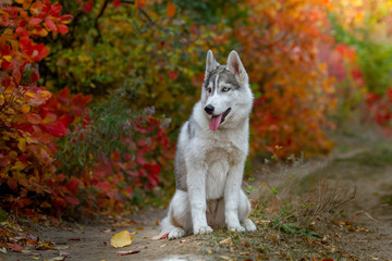Closeup autumn portrait of Siberian husky puppy. A young grey white husky a park.
