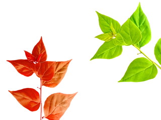 Red and green leaves isolated white background.