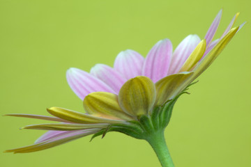 Close-up image of a Osteospermum 'Pinks'