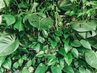 Beautiful stylish plant wall. Green monstera and palm leaves wall, modern decor in interior design....