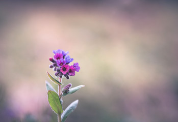 fleur sauvage officinale