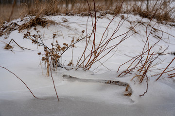 flowers in winter
