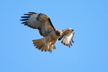 Very close view of a red-tailed hawk about to dive, seen in the wild in North California