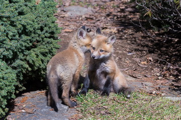 Six-week old red fox cub turning its face to its sibling's ear giving the impression of listening