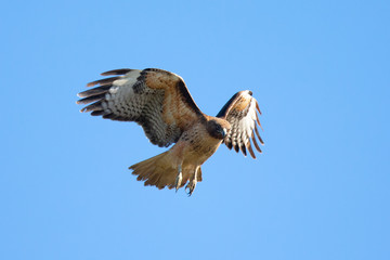 Very close view of a red-tailed hawk about to dive, seen in the wild in North California