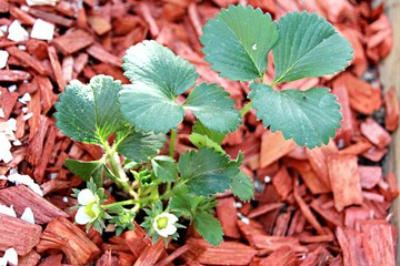 Plantation de fraisiers