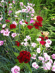 carnation in garden