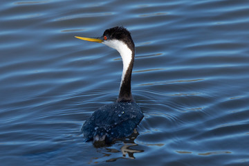 Western grebe, seen in a North California marsh