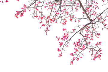 Plum Blossom (Prunus mume) in early spring. Isolated on White Background.