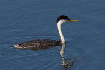 Western grebe, seen in a North California marsh