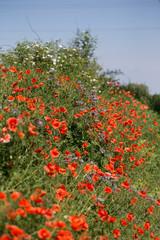 flowers on a wall in spring, summer time