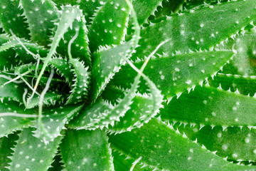 Aloe vera is tropical green plants tolerate hot weather.Aloe vera is a very useful herbal medicine for skin care and hair care that can be used as treatment