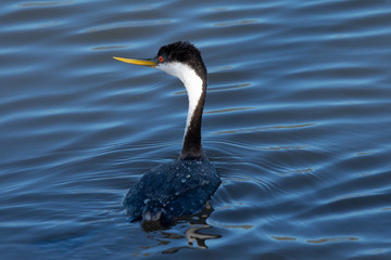 Western grebe, seen in a North California marsh