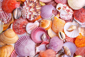 Seashells as background, sea shells collection