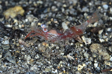 Fptpgrafia submarina