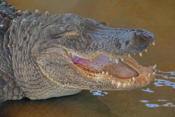 Big alligator showing teeth at Everglades, Florida