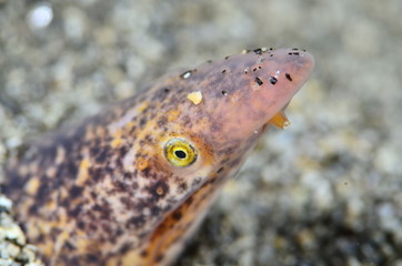 Fptpgrafia submarina