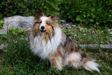 Gorgeous shy-looking mahogany sable Shetland Sheepdog with pale blue eyes sitting in grass staring intently