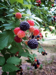 berries of blackberry on a bush