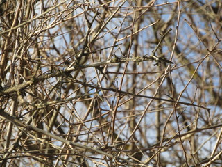 branches of a tree in winter
