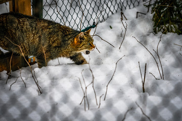 Mit den Augen einer Wildkatze