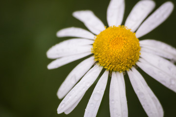 Obraz premium summer flower in raindrops