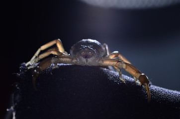 Fptpgrafia submarina