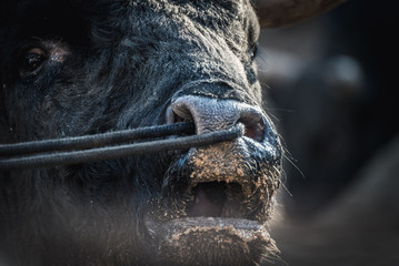 head of a bull