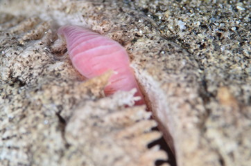 Fptpgrafia submarina