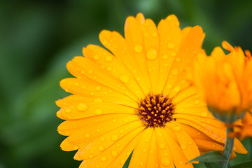 summer flower in raindrops