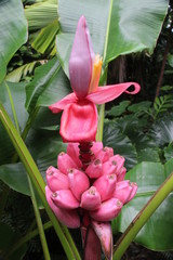 Pink Banana La Reunion