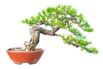  Pine Bonsai Isolated on White Background © aphotostory