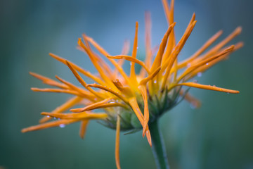 summer flower in raindrops