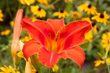 Obraz premium orange daylily rudbeckia