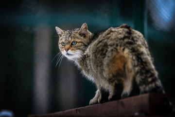 Mit den Augen einer Wildkatze