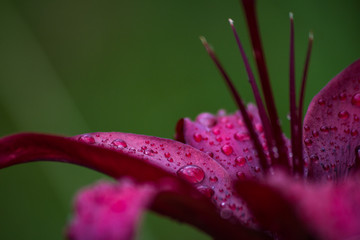summer flower in raindrops