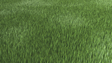 Green Grass field. 3D illustration. 3D rendering.