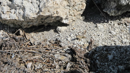 northern curlytail lizard leiocephalus carinatus