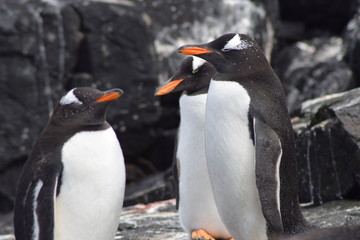 penguin southern island Kerguelen