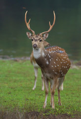 Deer Buck standing a long on a grassland in a forest; A wild male spotted deer male from Yala National Park