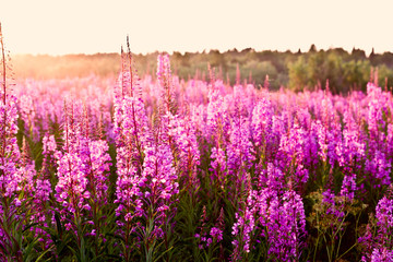 flowers Ivan tea kiptey at sunset in backlight