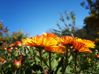 orange chrysanthemums on blue sky background